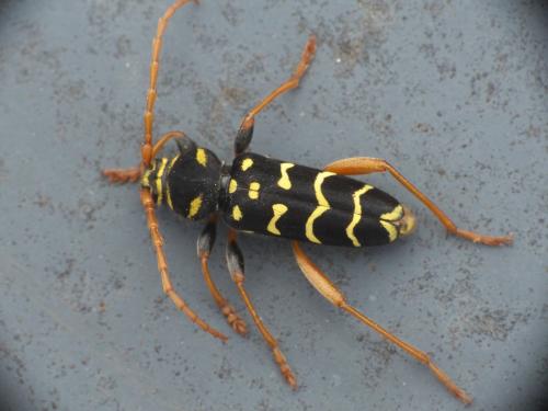 Plagionotus arcuatus